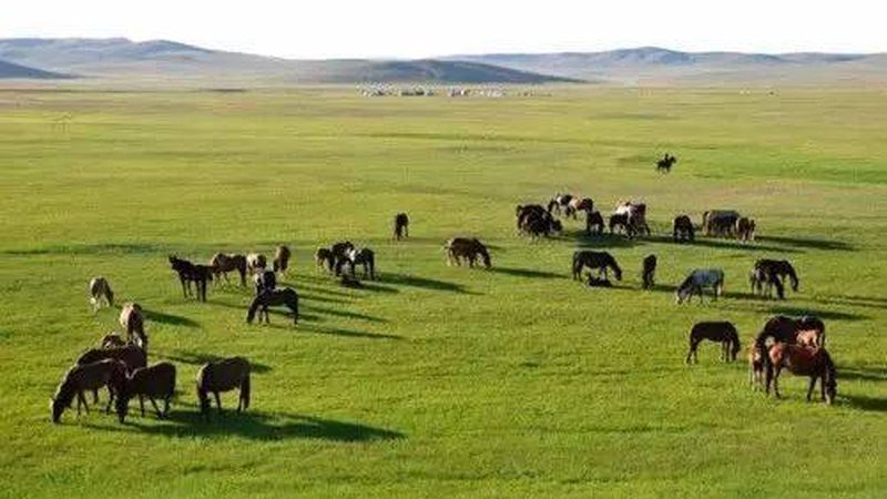 种植与养殖：本质区别与关键对比