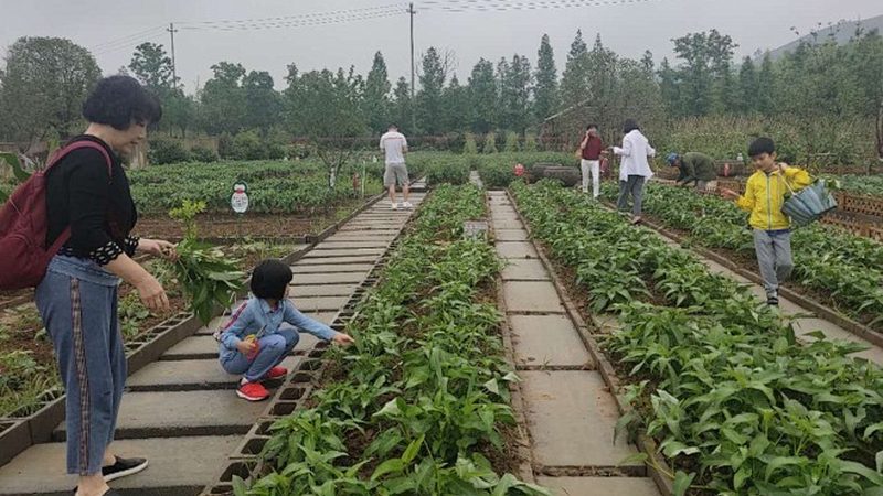 土壤有机质含量：守护农业健康的基石