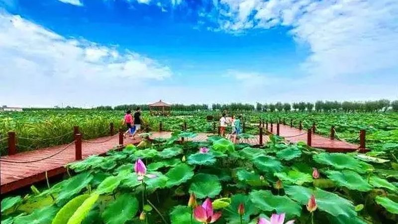 河南温室大棚建设：成本构成与选择要点**
