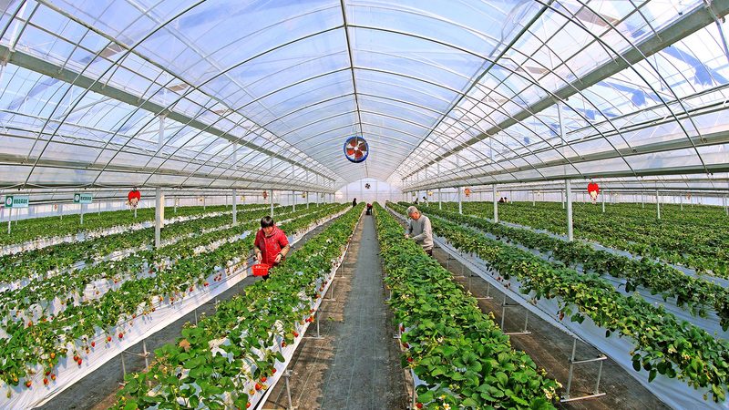 温室种植温度湿度参数设置方法