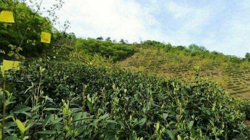 粮食种植定制方案代理