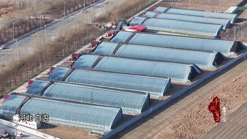 农产品批发市场建设：标准规范与关键要素**