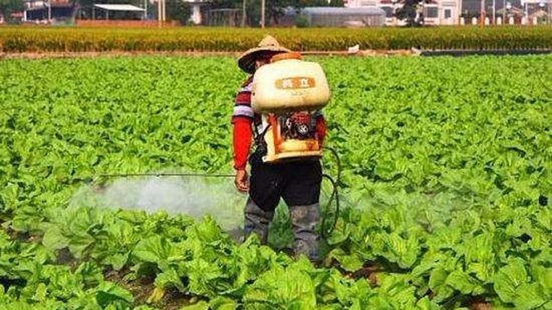 小型有机农场种植技术：绿色发展的关键路径**